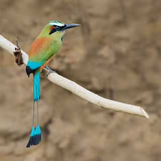 Tarcoles river - Turquoise-browed motmot
